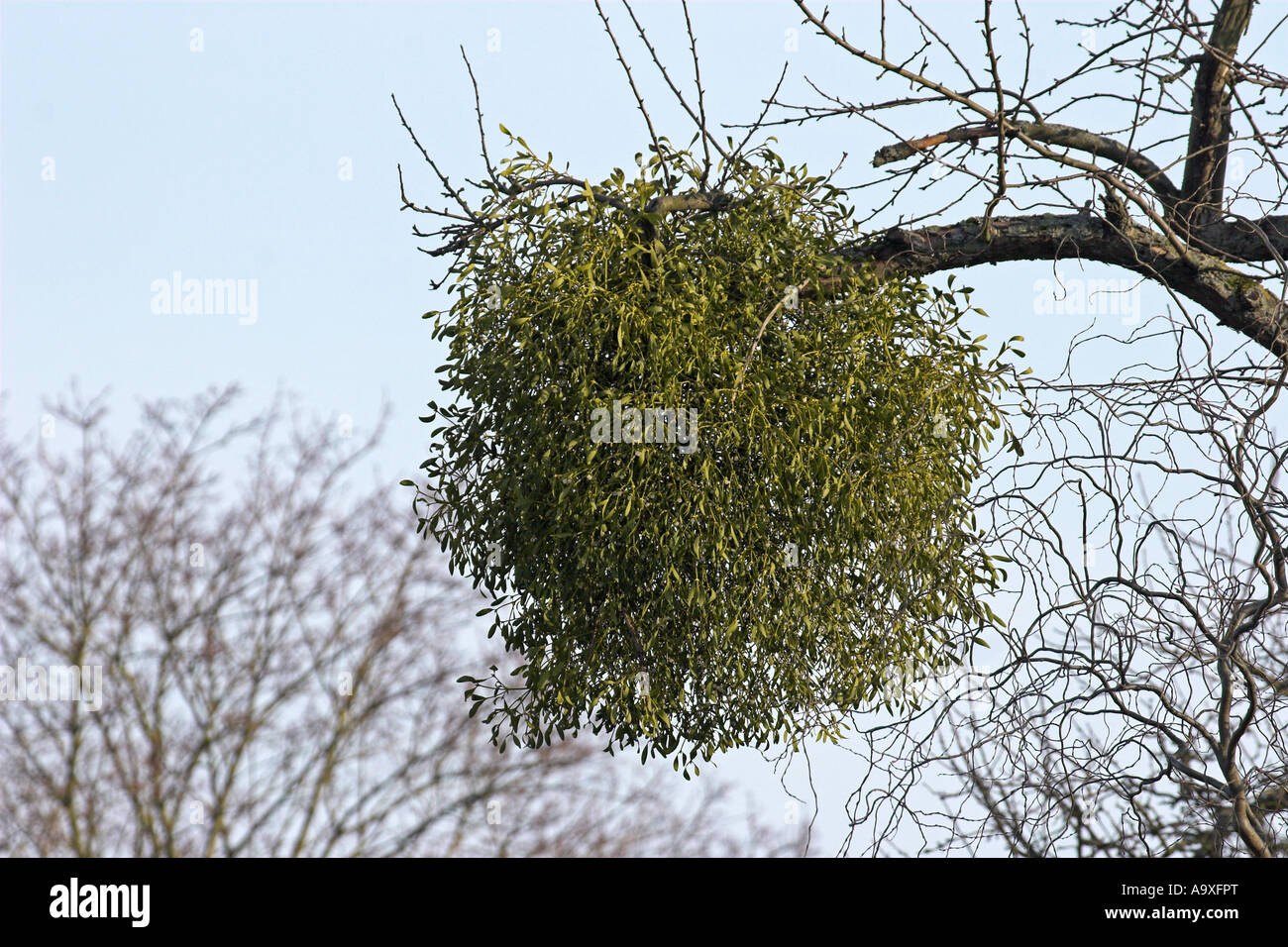 Le gui (Viscum album subsp. album), seule plante en hiver sur les branches d'un arbre fruitier Banque D'Images