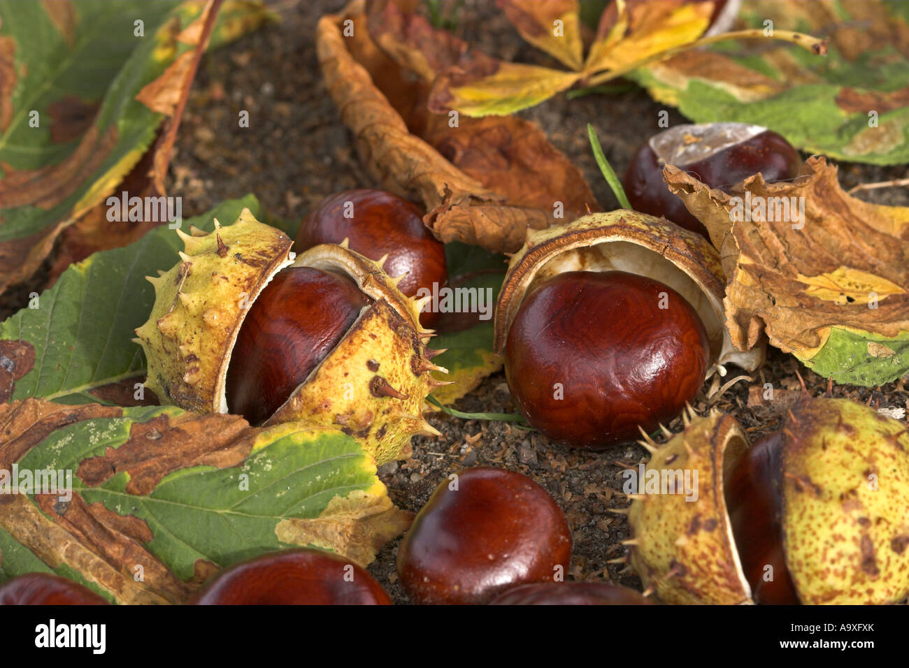 Le marronnier commun (Aesculus hippocastanum), de fruits mûrs avec des pellicules et feuilles Banque D'Images