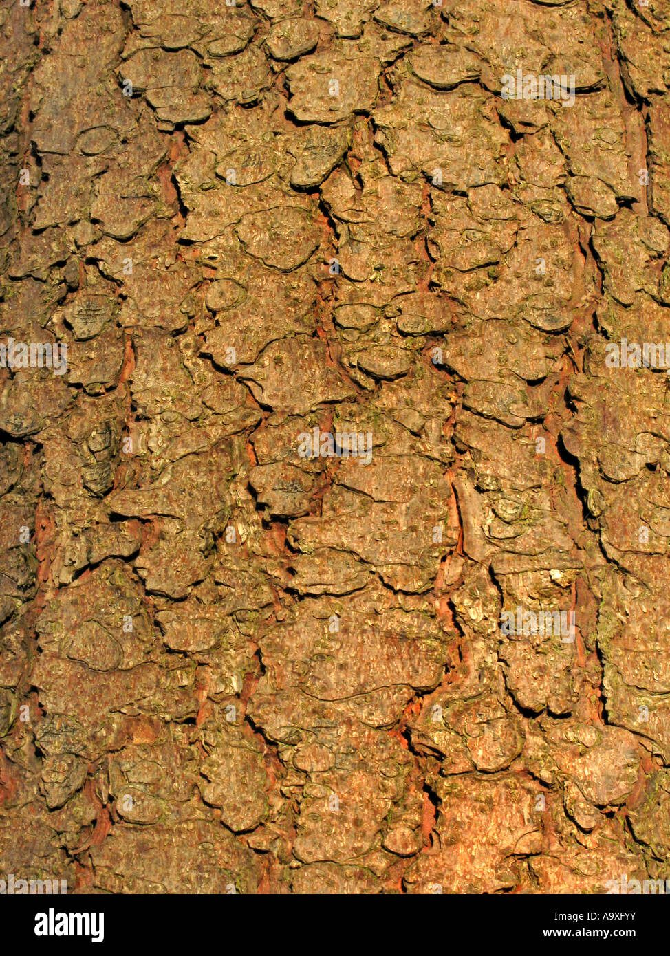 L'épinette de Norvège (Picea abies), l'écorce Banque D'Images