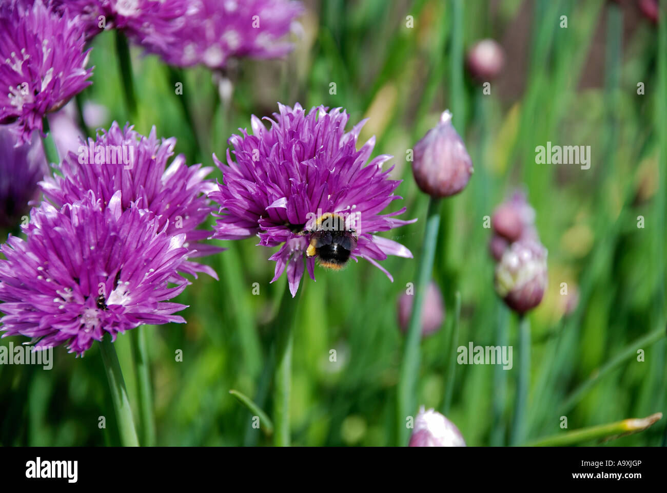 Abeille sur ciboulette Banque D'Images