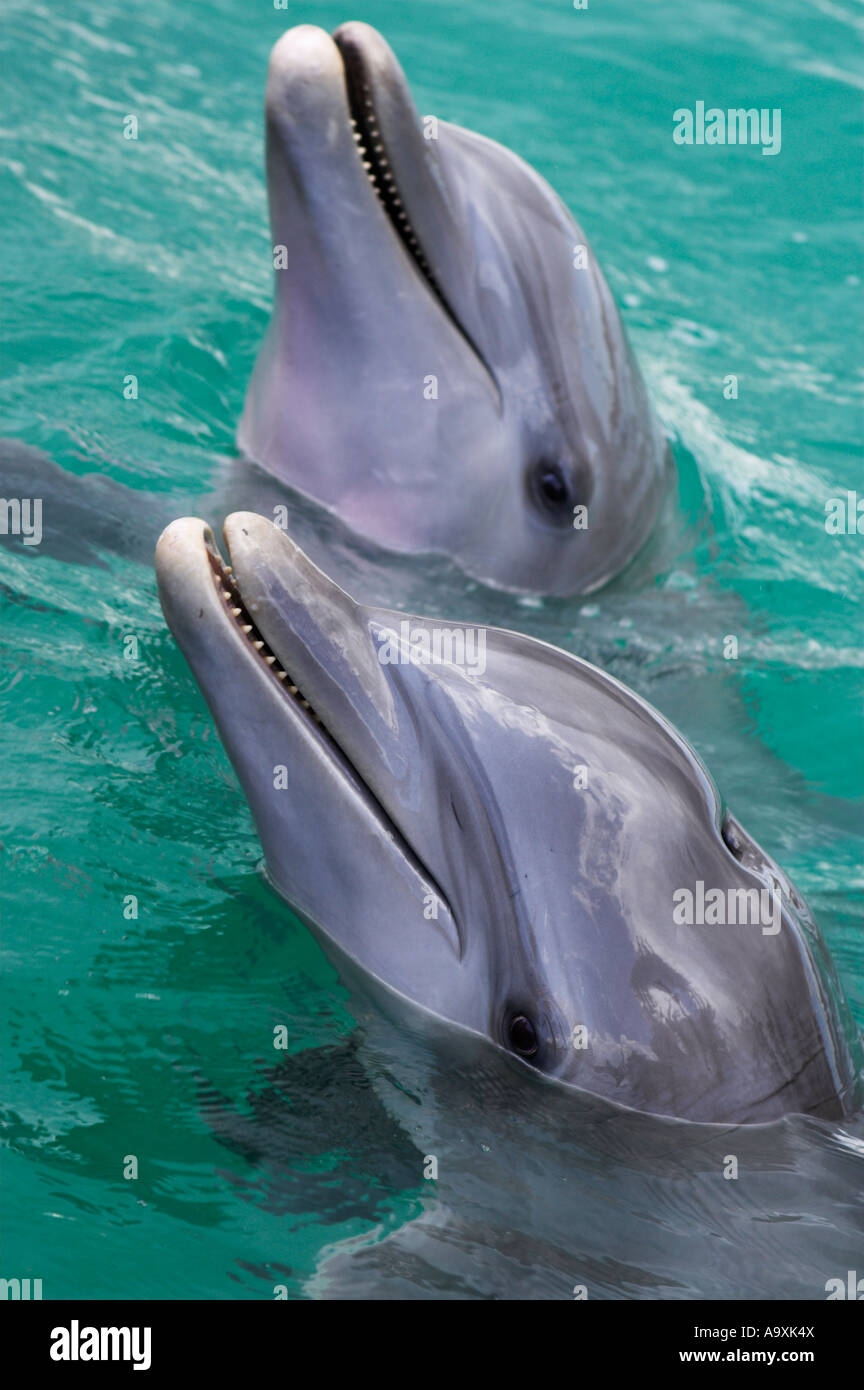 Libre de chefs de deux grands dauphins Tursiops truncatus Atlantique Banque D'Images