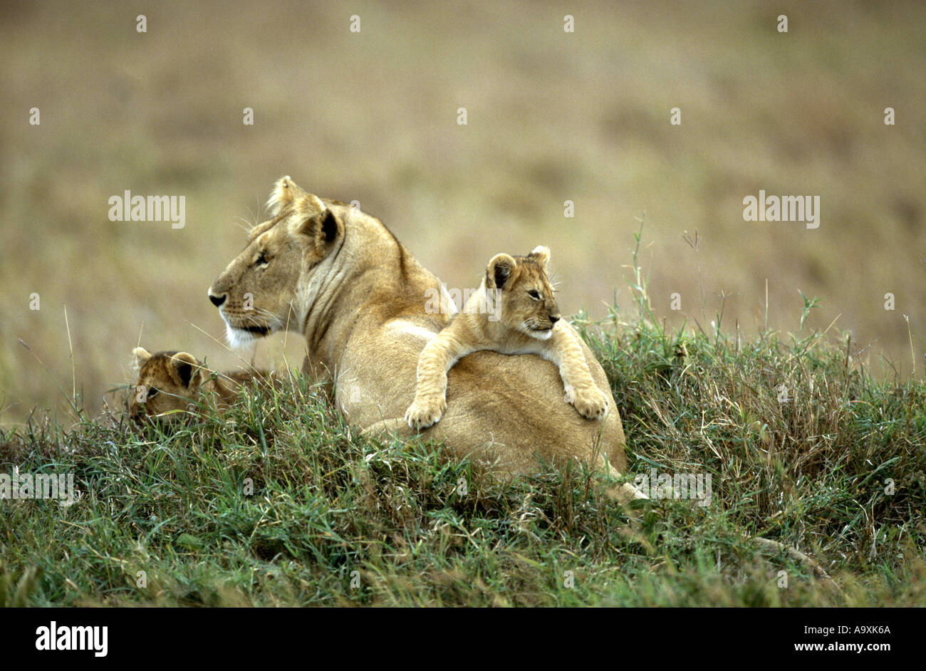 Lion (Panthera leo), lionne avec des lionceaux, Kenya, Masai Mara National Reserve, Nov 01. Banque D'Images