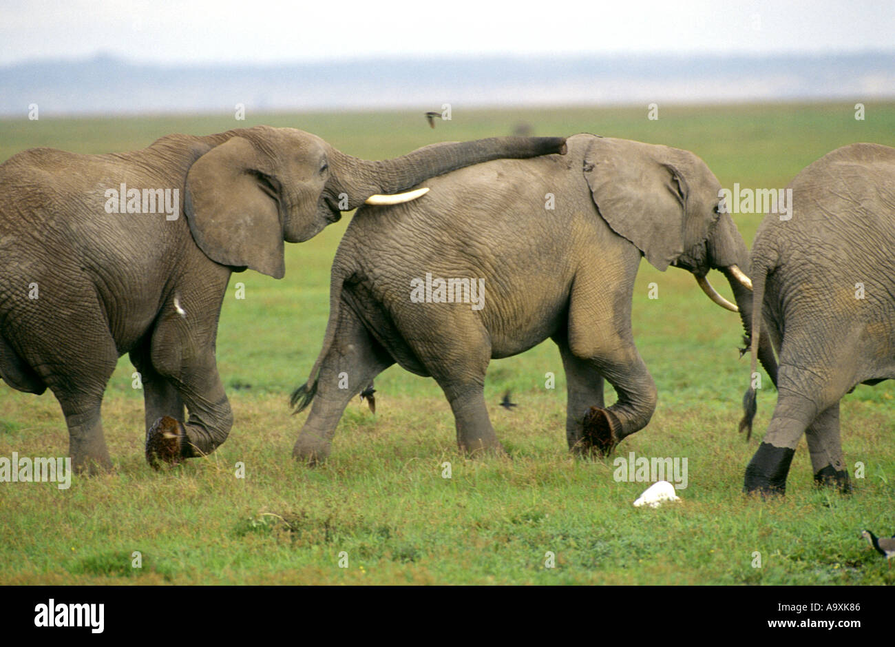 African elephant mating Banque de photographies et d’images à haute résolution Alamy