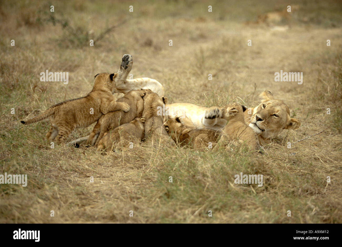 L'African lion (Panthera leo), cinq infirmiers lionne lionceaux, Kenya, Masai Mara National Reserve, novembre01. Banque D'Images