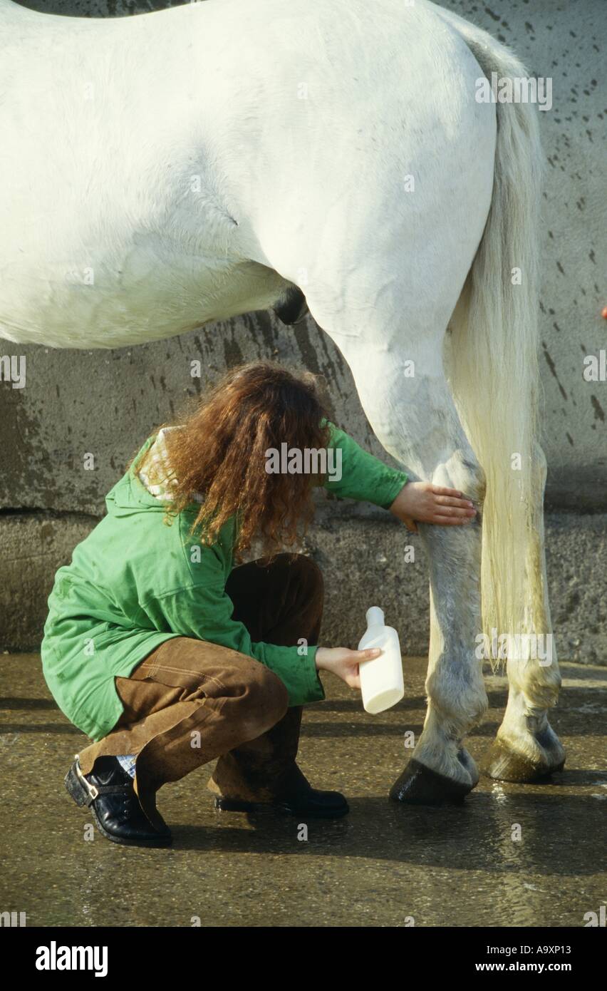 Soin de la fourrure avec horse shampoo. Banque D'Images