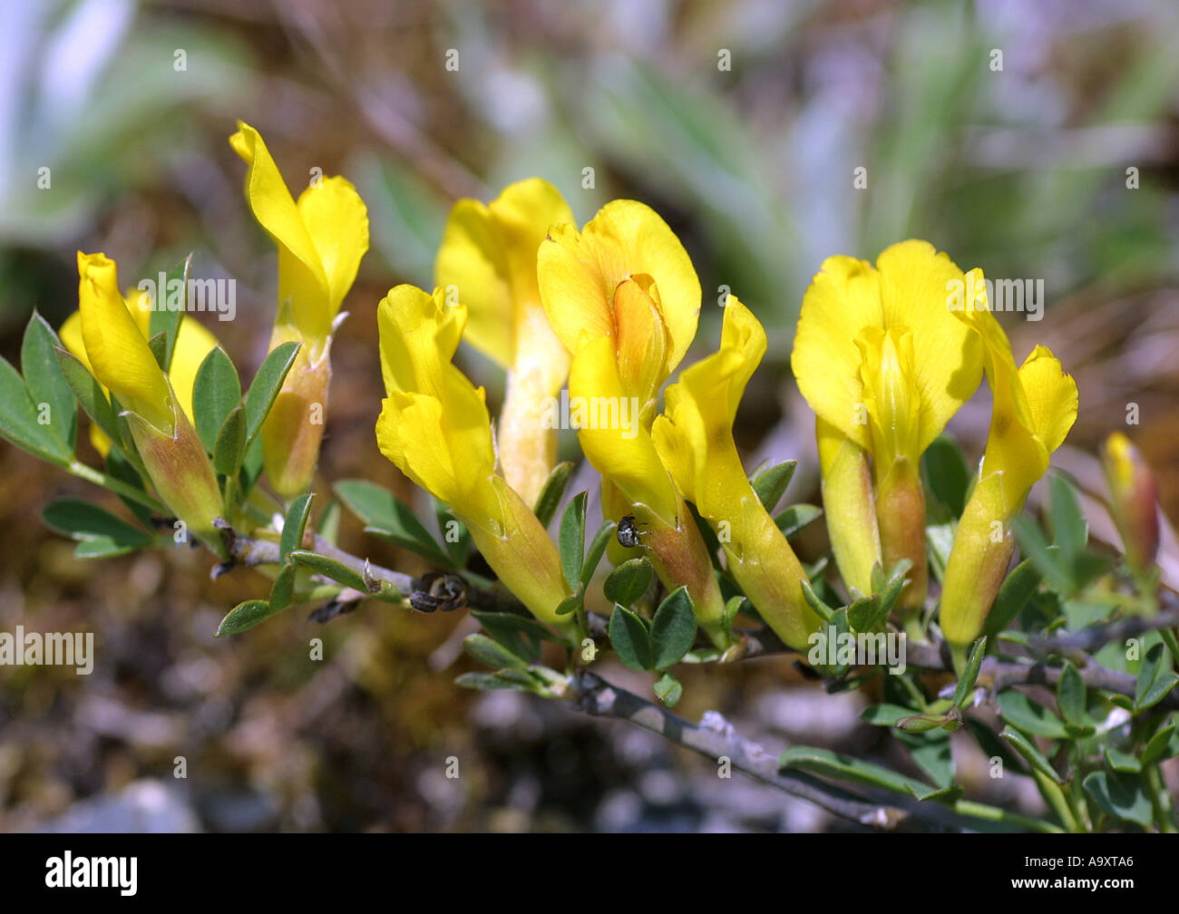 Dyer's greenweed greenweed, Dyer (Genista tinctoria), fleurs Banque D'Images