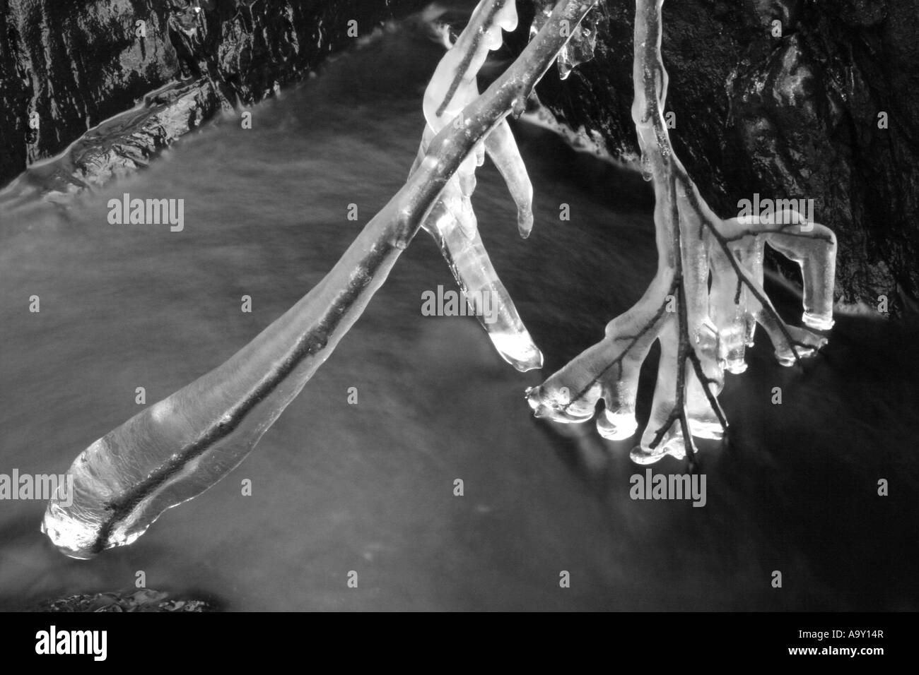 Les glaçons se sont réunis sur les branches d'un arbre en surplomb au-dessus d'un petit ruisseau écossais Banque D'Images