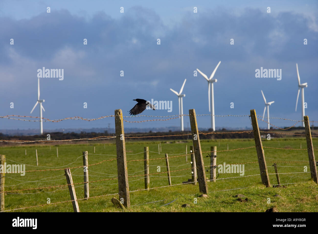 Crow volant dans le vent sur fond d'éoliennes Banque D'Images