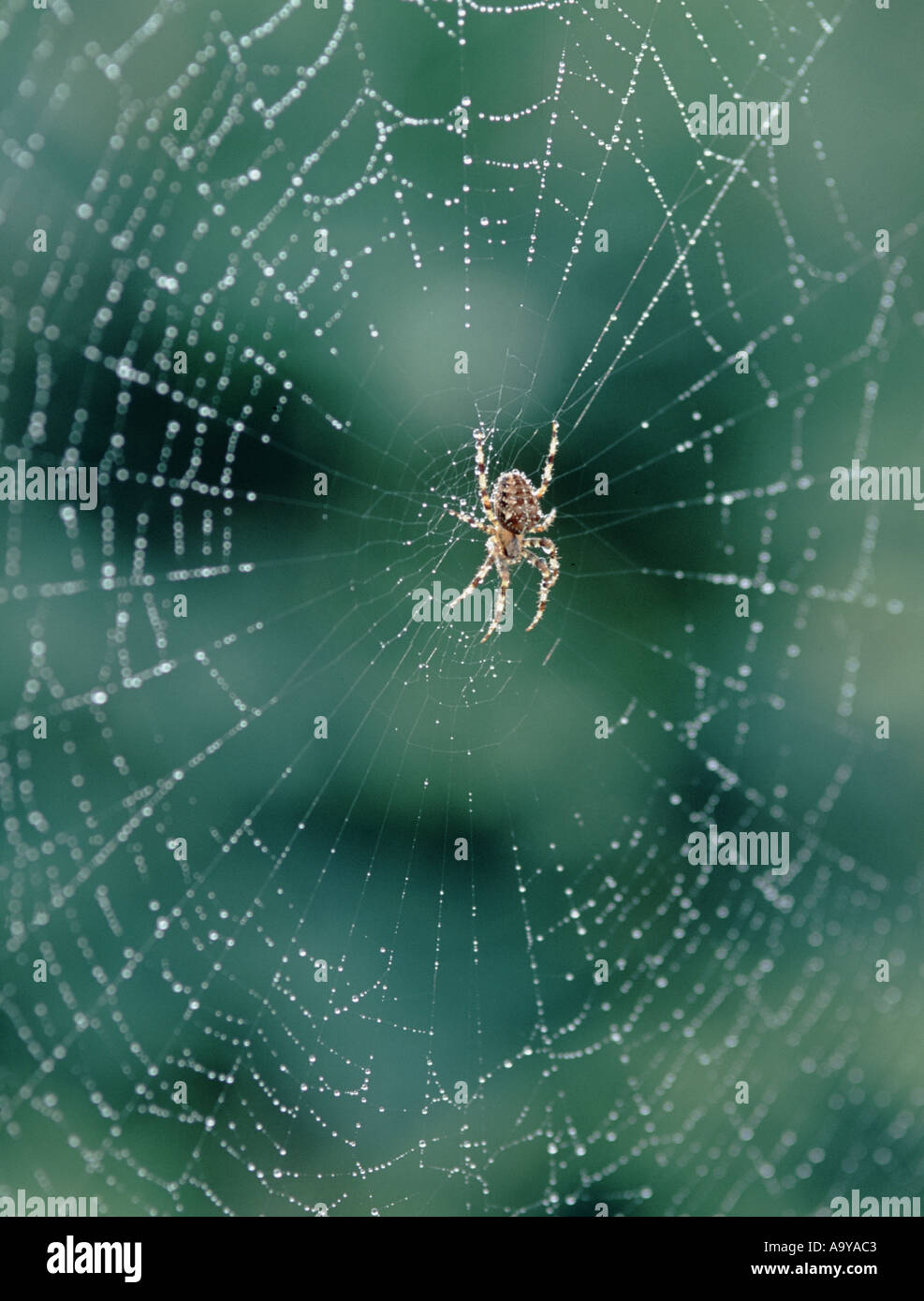 Une araignée Araneus diadematus jardin sur un site web Banque D'Images