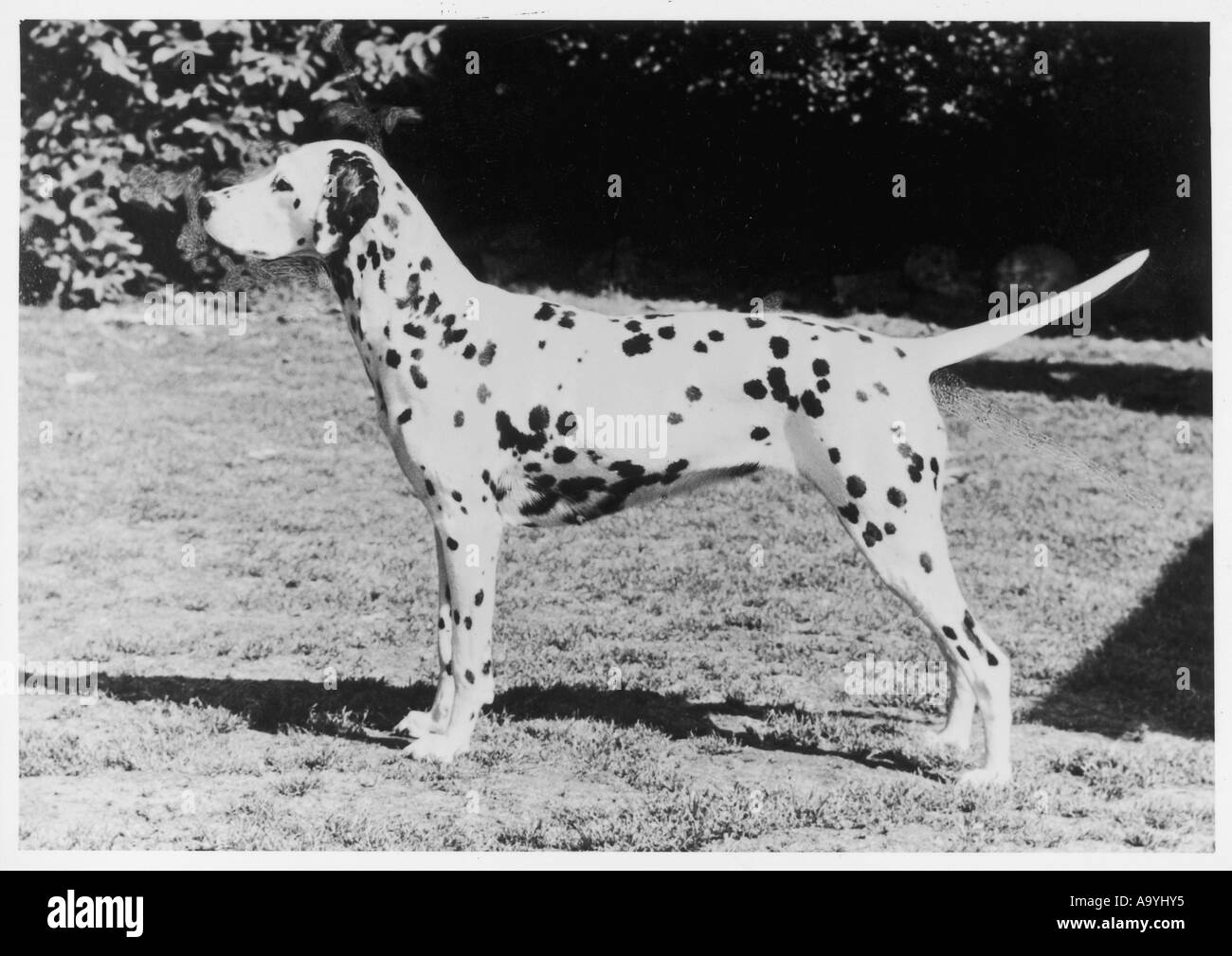 Dalmatien Crufts automne Banque D'Images