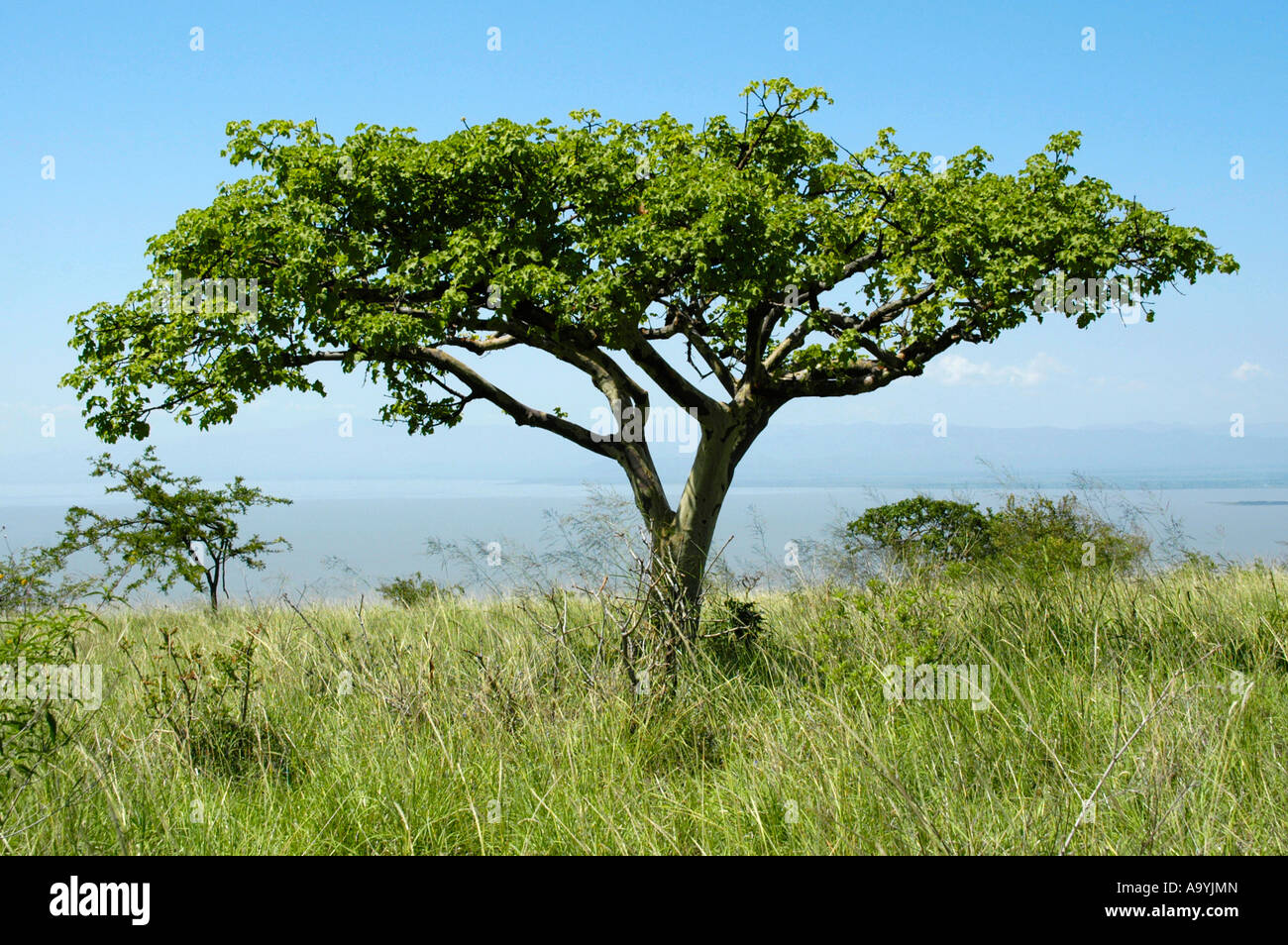 Acacia dans la savane Parc Natioinal Nechisar près d'Arba Minch en Ethiopie Banque D'Images
