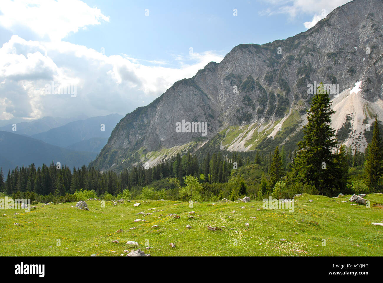 Prairie alpine avec la forêt de montagne Gehrenspitze Tyrol Autriche Banque D'Images