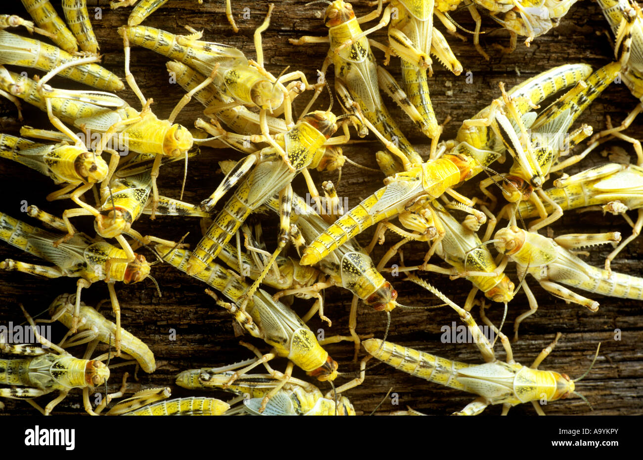 Criquets Banque D'Images