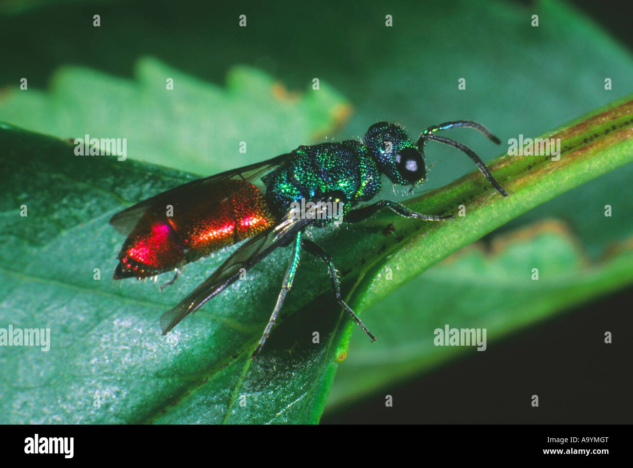 Cuckoo wasp (Chrysis trimaculata) ordre des Hyménoptères Banque D'Images