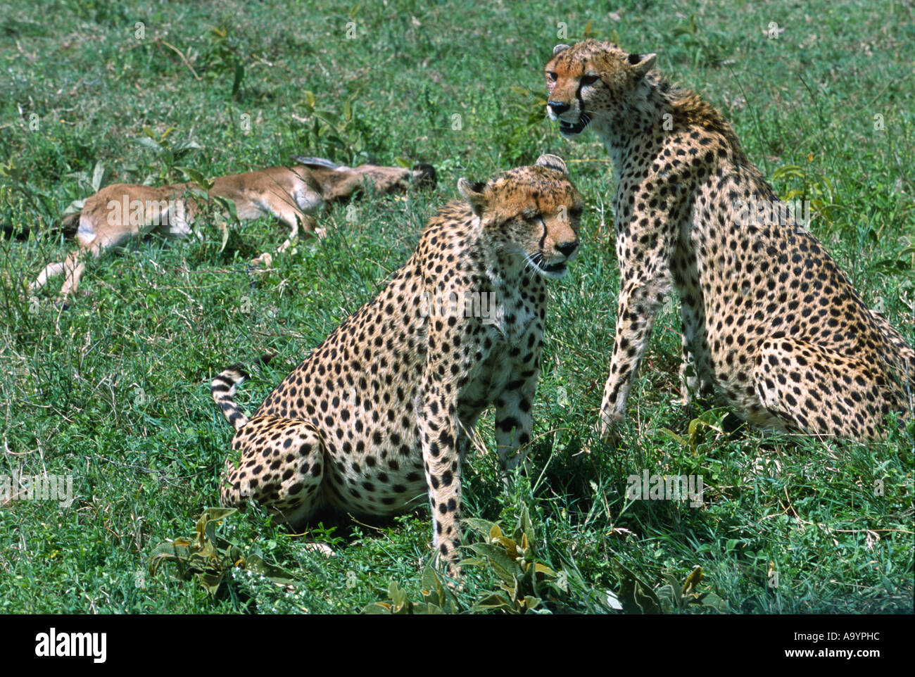 Les guépards qu'ils tuent dans le Parc National du Serengeti. Tanzanie, Afrique. (Acinonyx jubatus) Banque D'Images