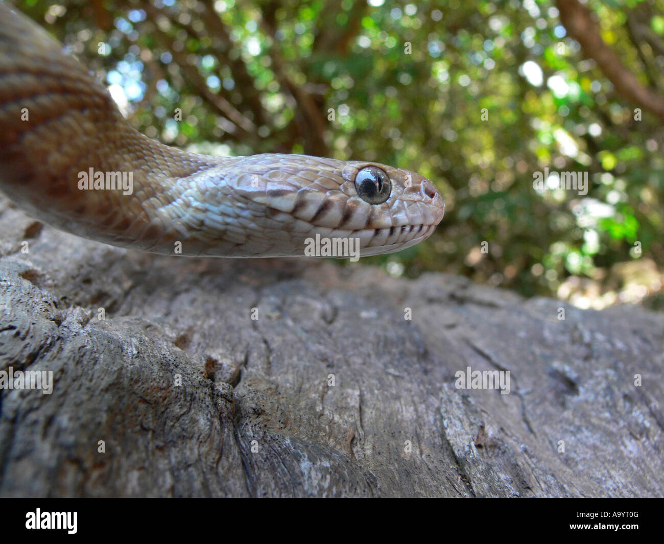 Le chat de FORSTEN serpent Boiga forsteni. Légèrement venimeux, commun. Un grand chat serpent qui passe la journée caché dans les arbres. Goa, Inde Banque D'Images