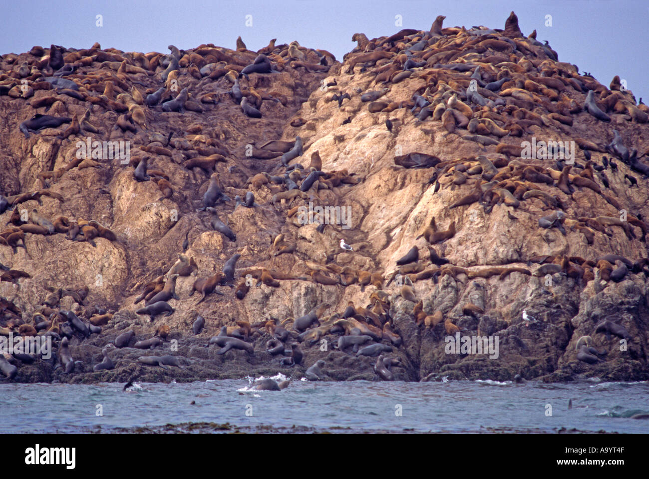 ''Seal Rock, Pacific Grove, Monterey, Californie'' Banque D'Images