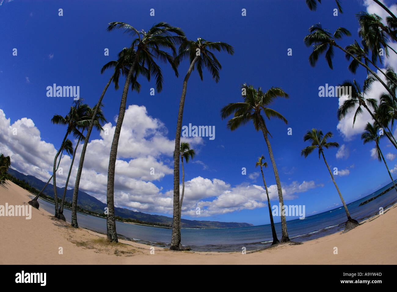 palmiers et plage près de Waimea Bay North Shore of Oaho Hawaï Océan Pacifique Banque D'Images