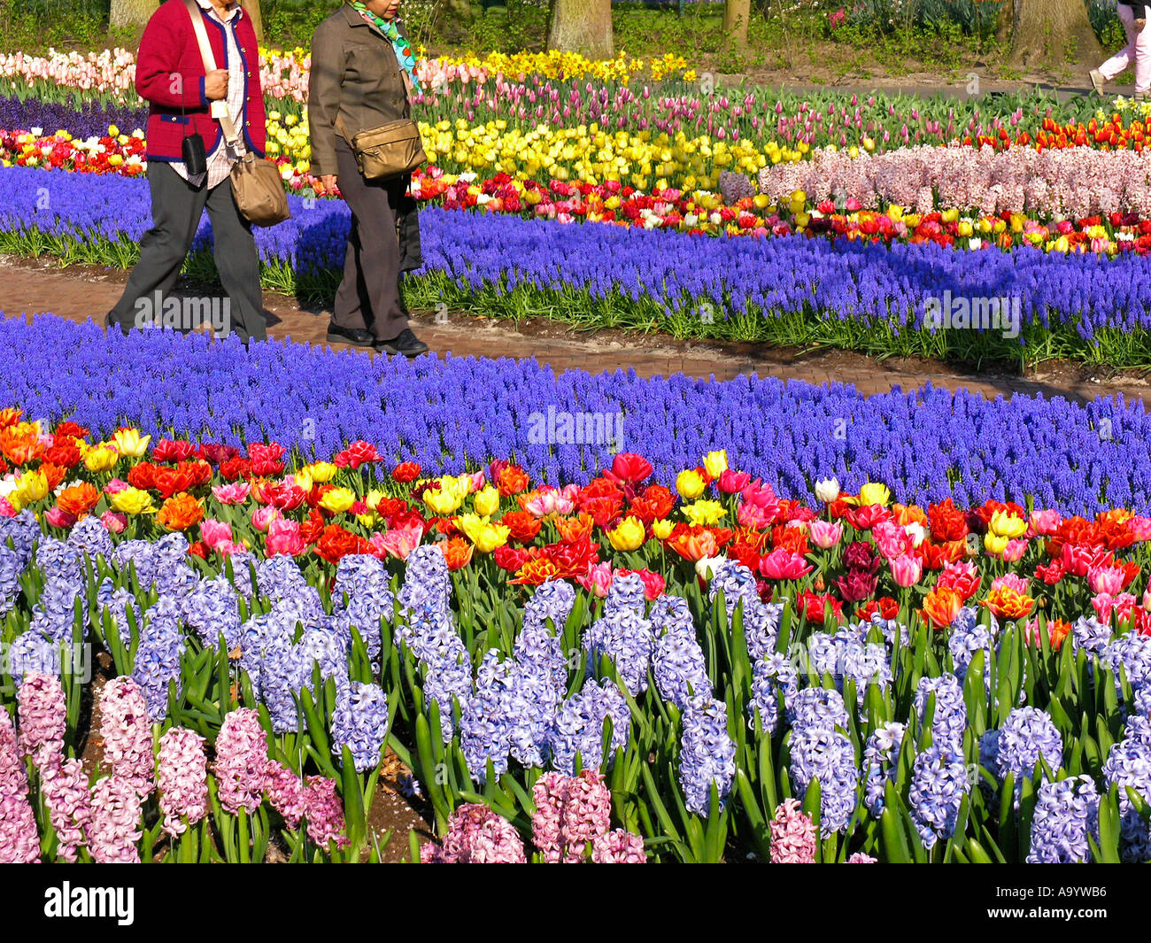 Jardins de Keukenhof à Lisse, Pays Bas Banque D'Images