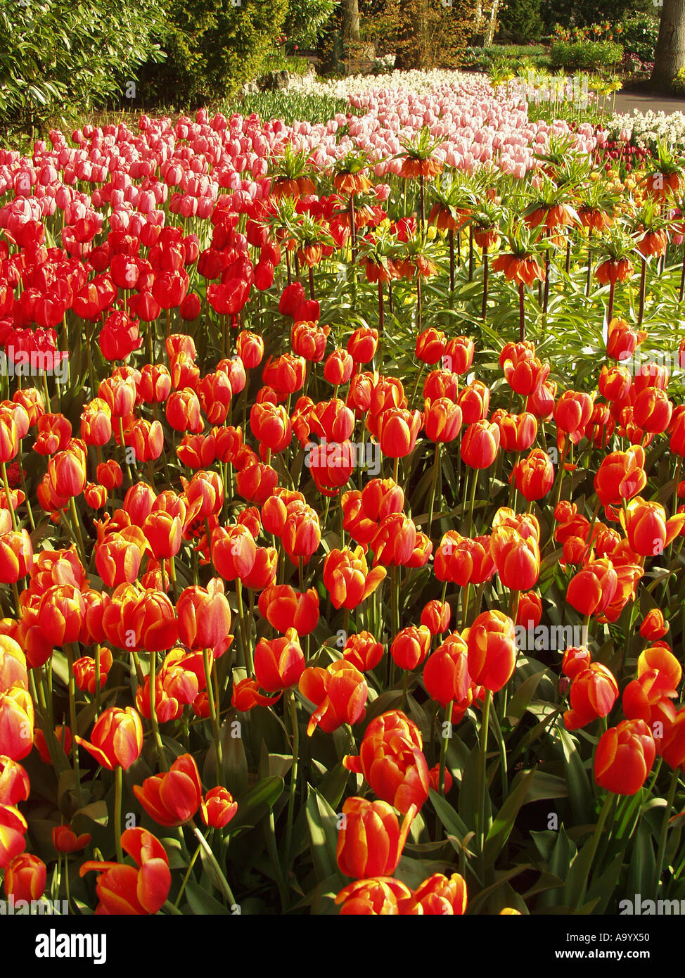 Jardins de Keukenhof à Lisse, Pays Bas Banque D'Images