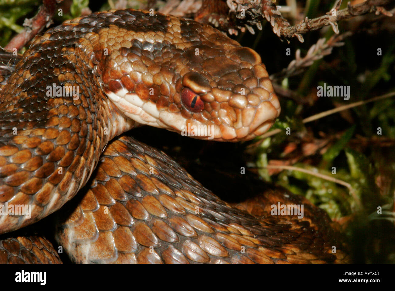 Close Up plan macro sur une vipère Vipera berus Teesdale, County Durham UK Banque D'Images