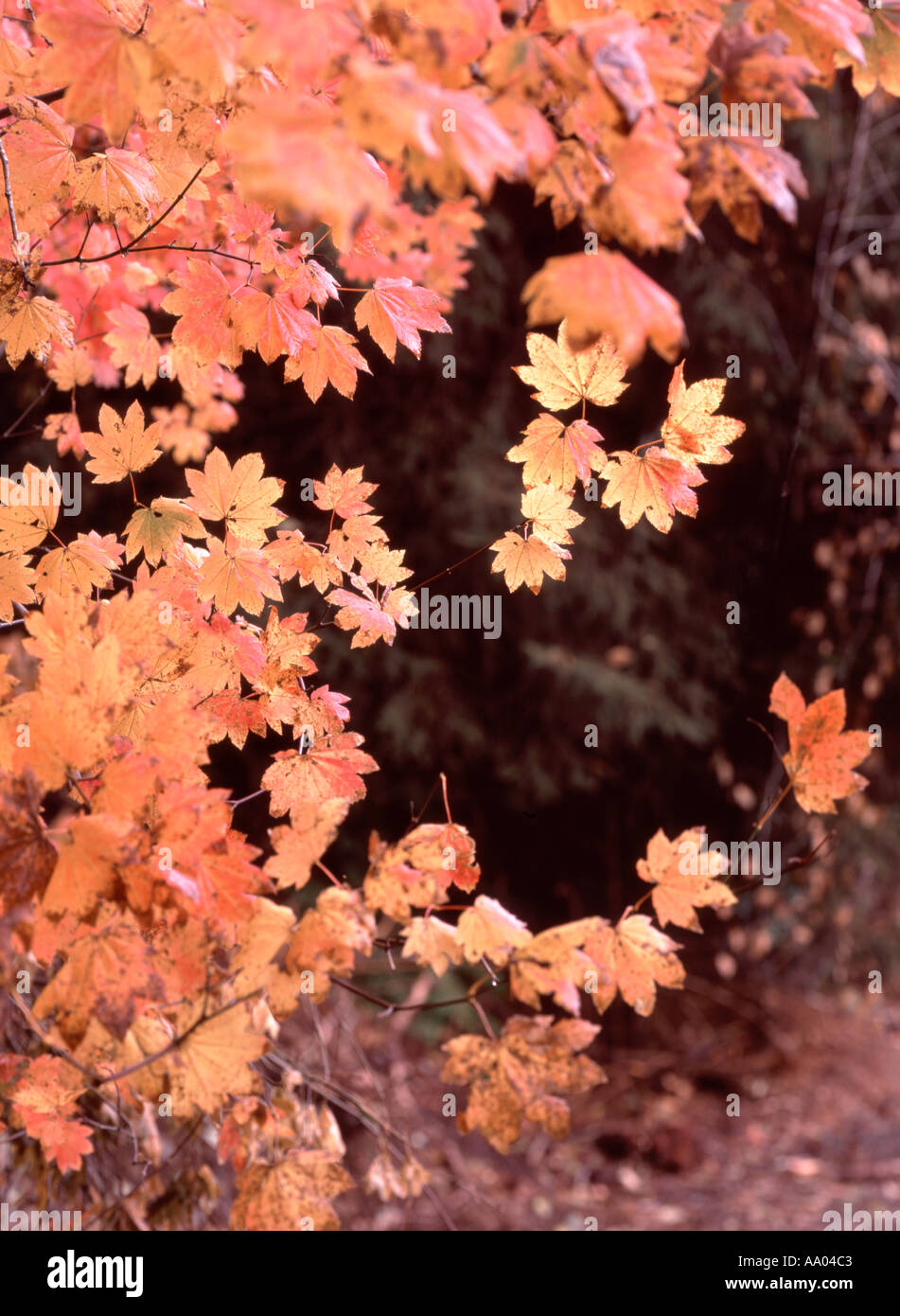 Vigne de couleur de l'automne feuilles d'érable acer cirinatum le long de la côte de l'Oregon Banque D'Images