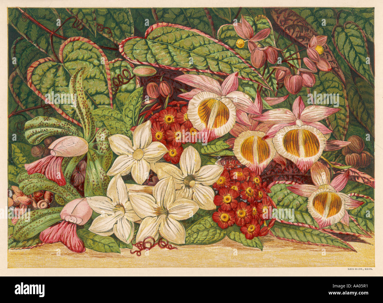 Fleurs d'été 1866 Banque D'Images Fleurs d'été 1866 Banque D'Images