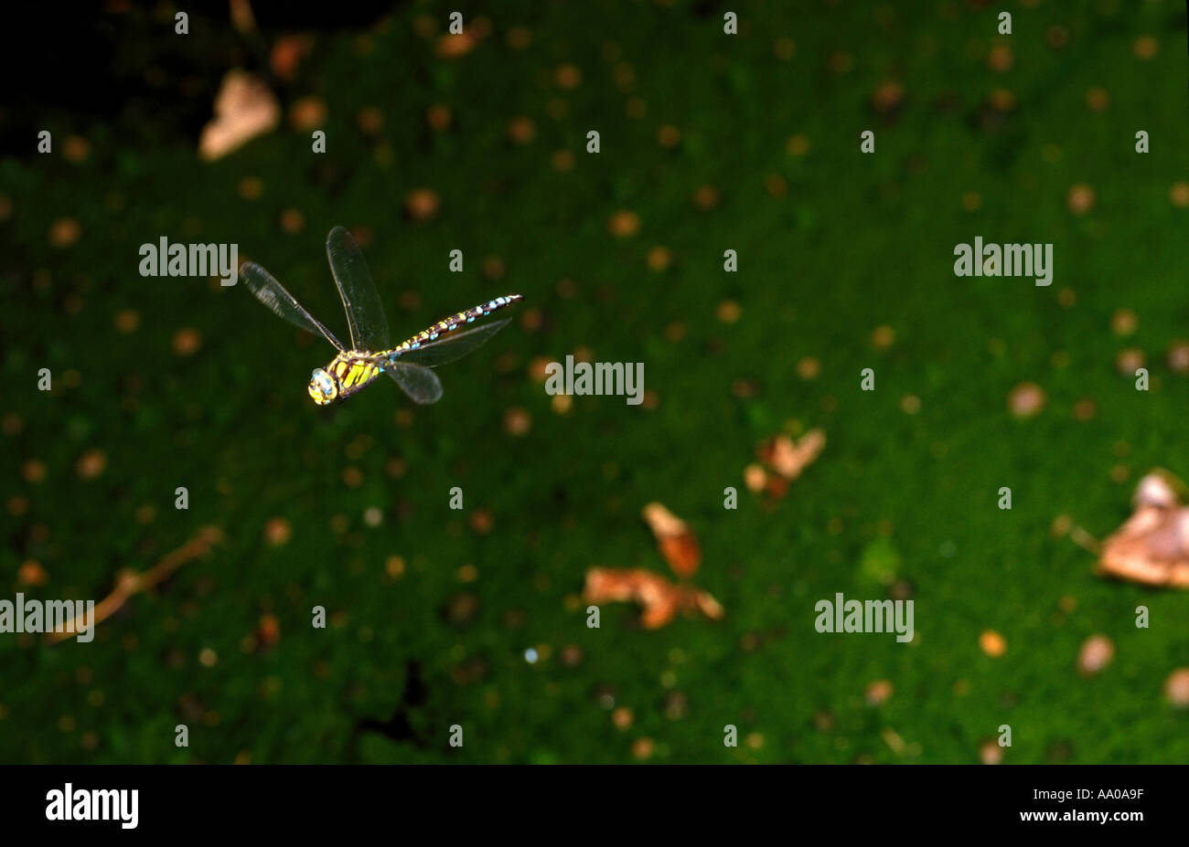 Le sud de Hawker, libellule Aeshna cyanea. En vol au-dessus d'un étang Banque D'Images