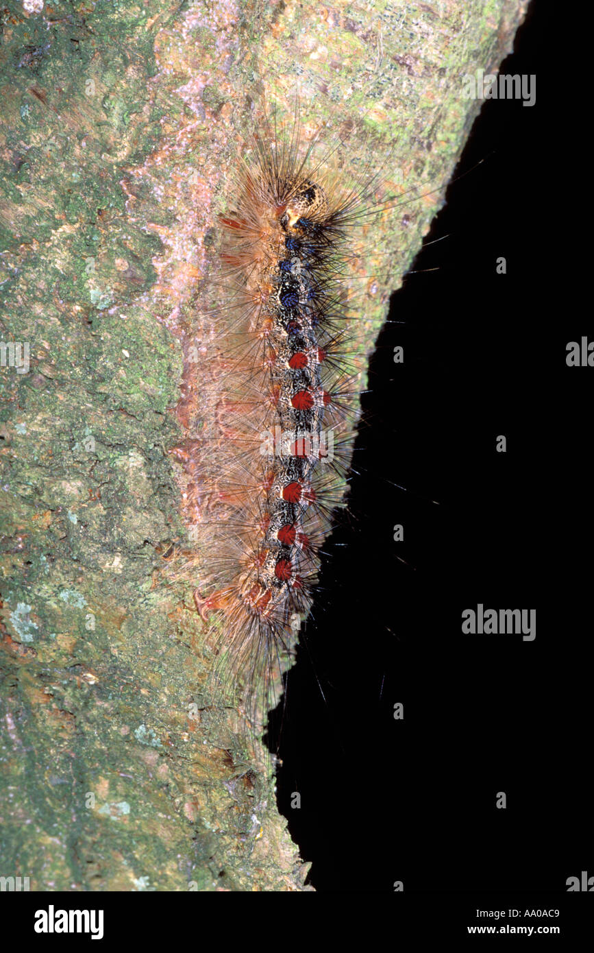 La spongieuse, Limantria dispar. Caterpillar Banque D'Images