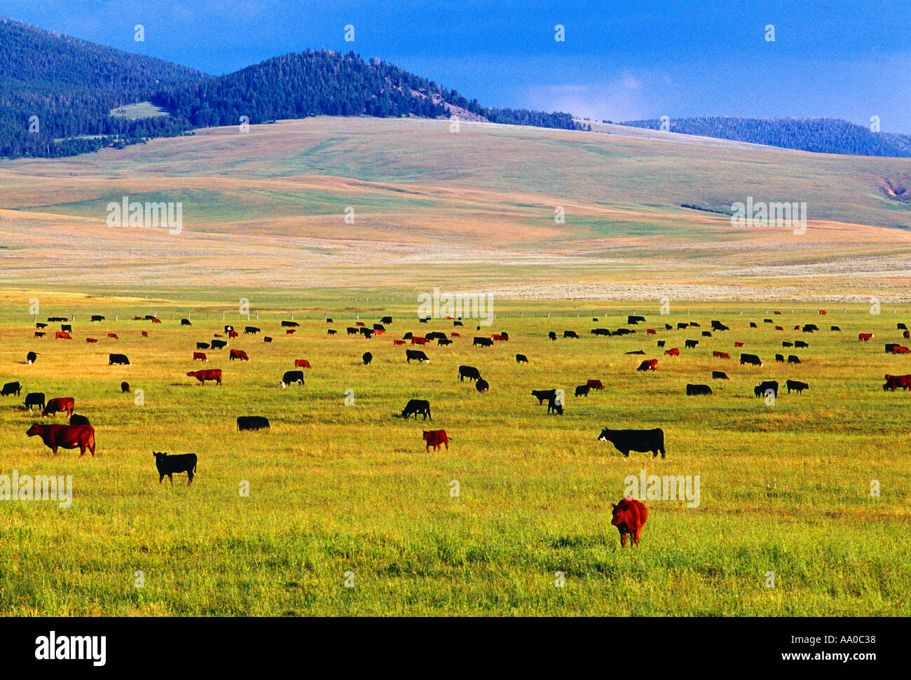 - L'élevage différentes races de bovins de boucherie se nourrissent d'un vert luxuriant pâturage Simmental rouge, Black Angus et Black Baldie / Montana Banque D'Images