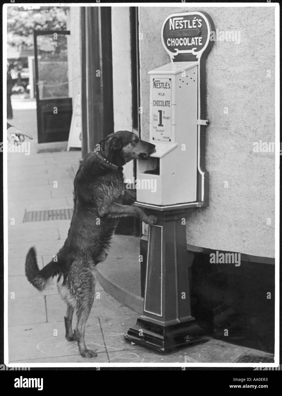 Les chiens aiment le chocolat Banque D'Images