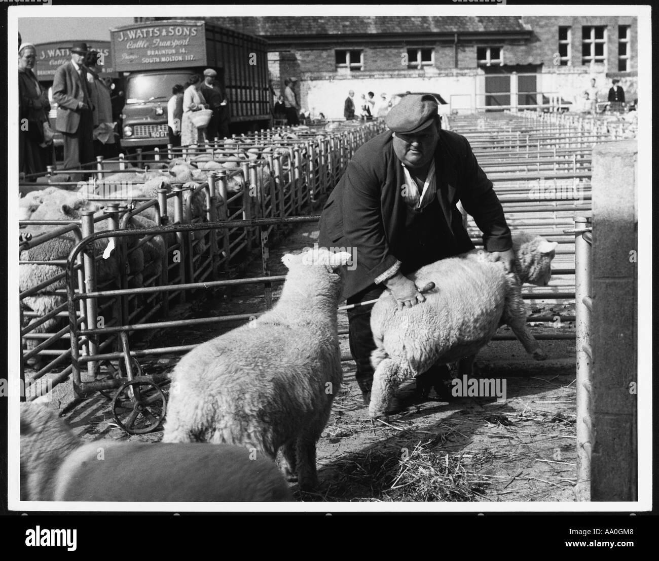 Marché aux moutons de Barnstaple Banque D'Images