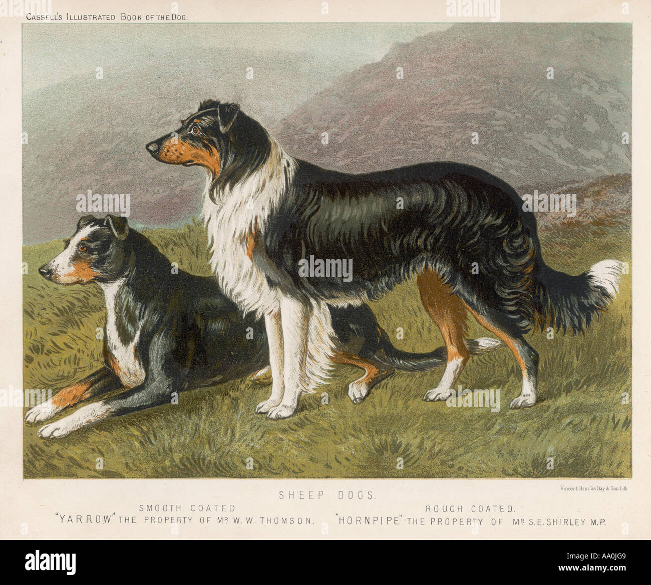 Rough Collie Smooth Banque D'Images
