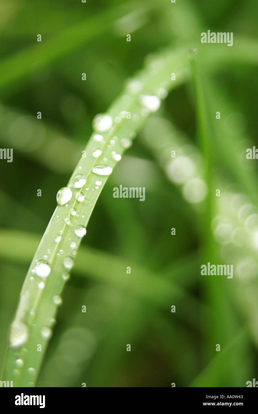 Gros plan des gouttes de pluie assis sur des brins d'herbe verte fife Ecosse 2005 Banque D'Images