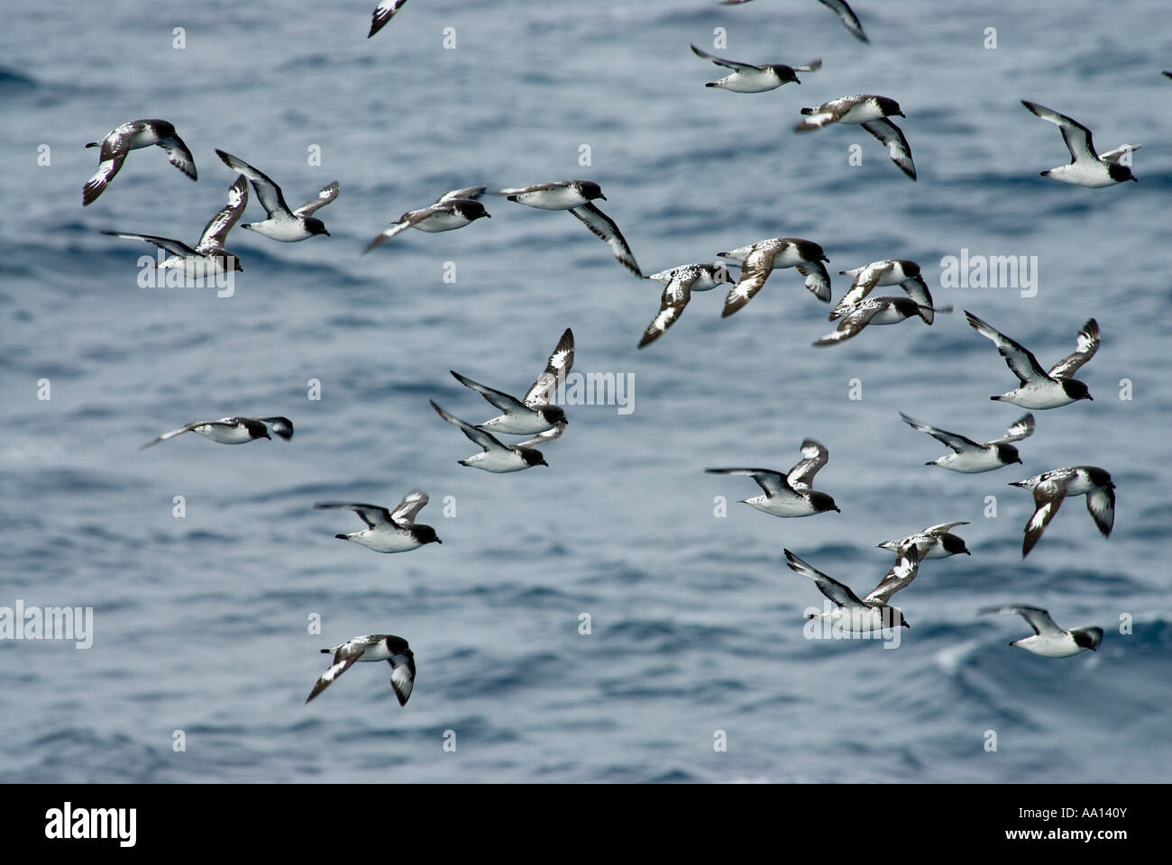 Troupeau de Cape petrel Daption capense, vol, dans Aitchon Island, Antarctica Février 2007 Banque D'Images