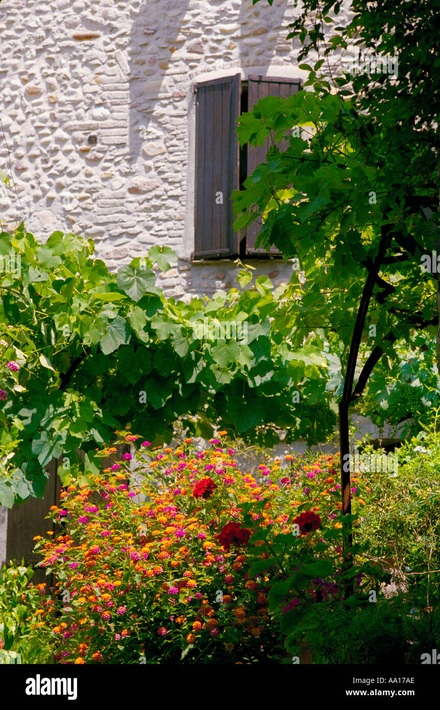 Une fenêtre à volets dans un vieux bâtiment avec une vigne et fleurs - dans un vieux village, quelque part en Provence, France Banque D'Images