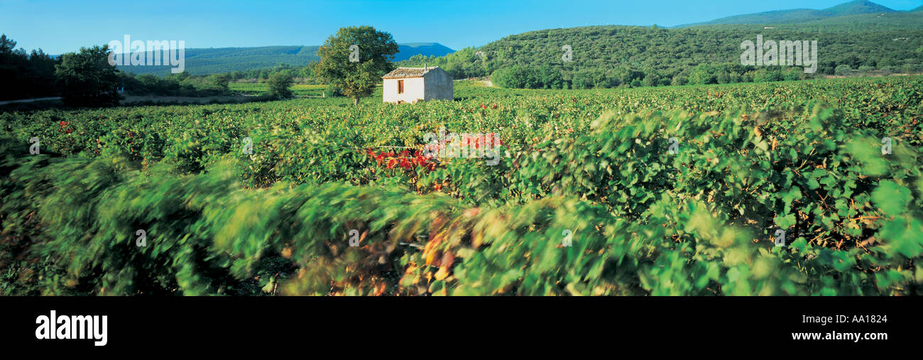 Vignoble de Provence France Banque D'Images