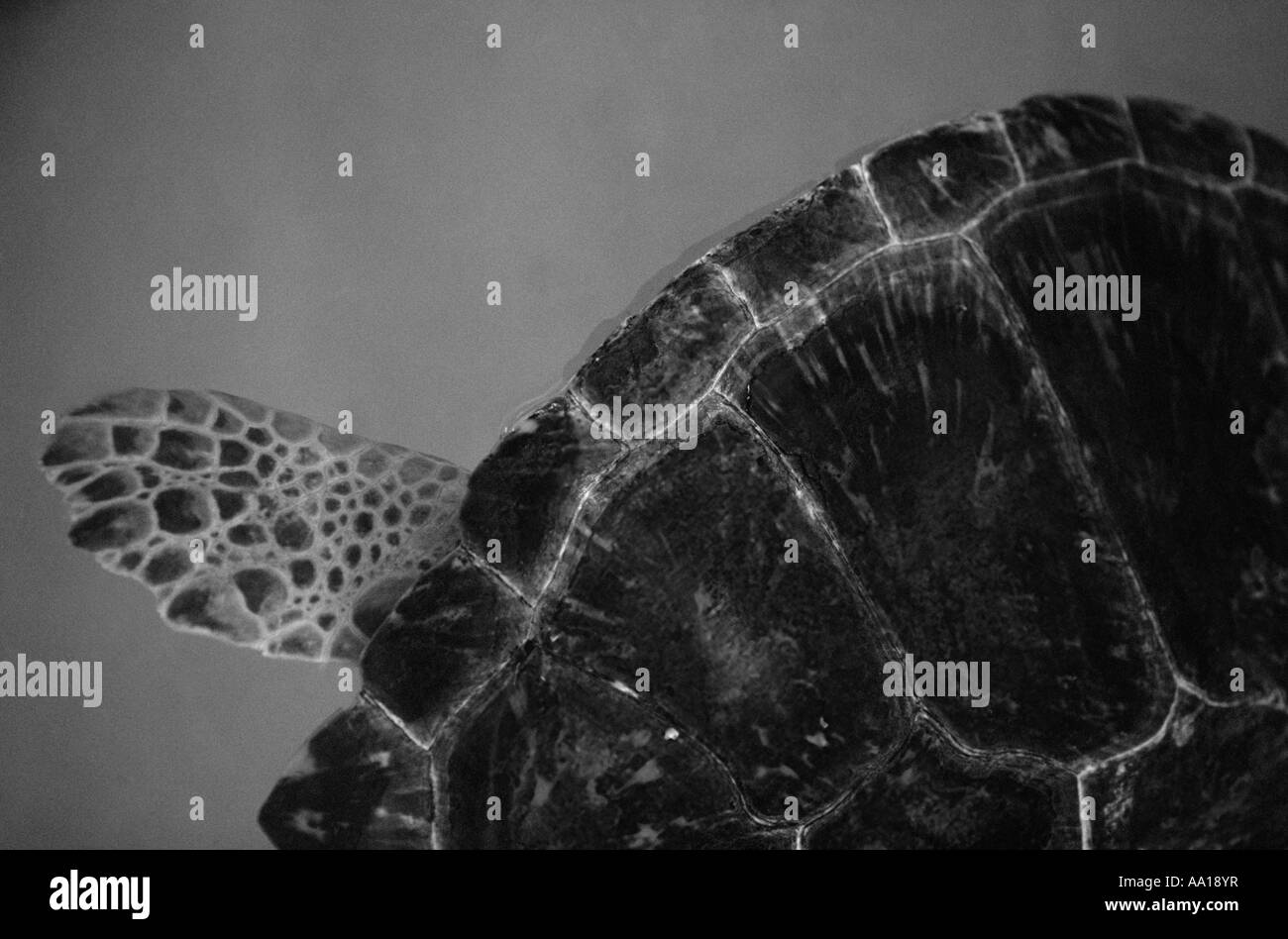 Carapace de tortue Banque D'Images