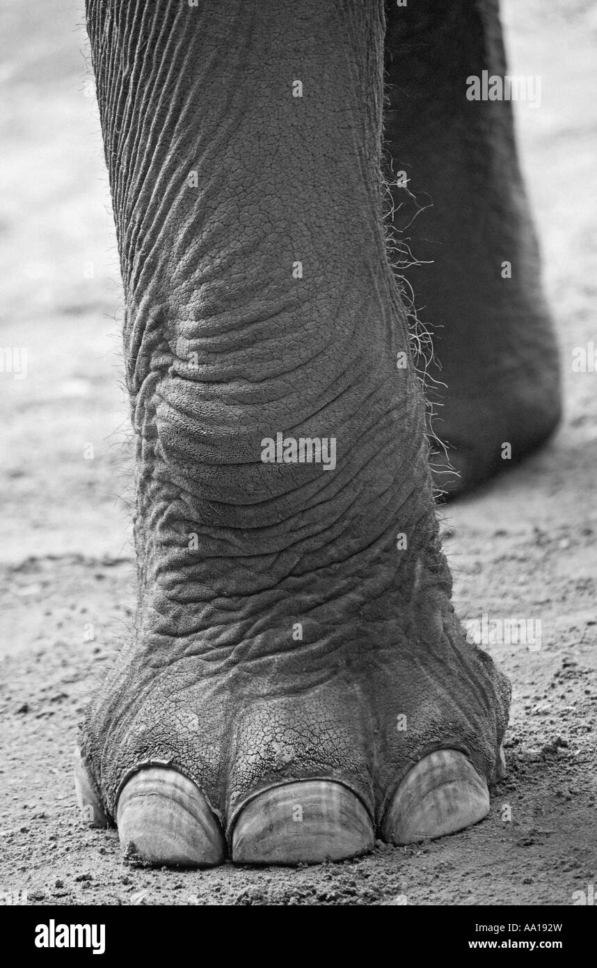 Un pieds d'éléphants Banque D'Images