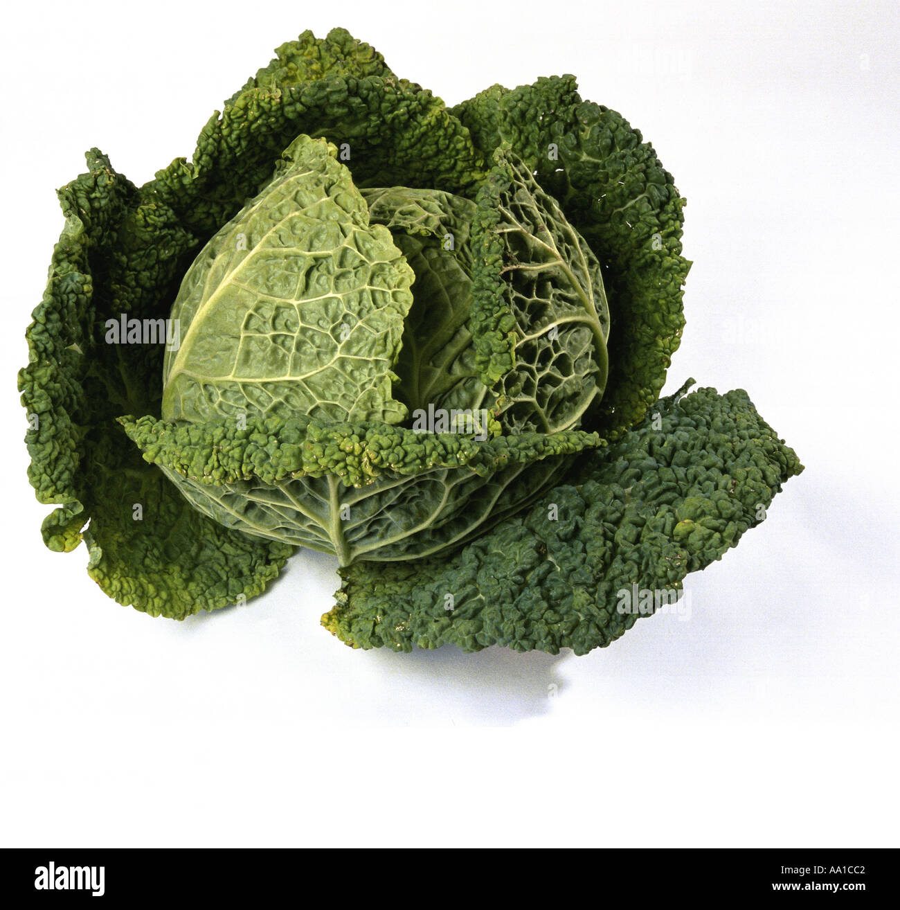 Sprout Banque D'Images