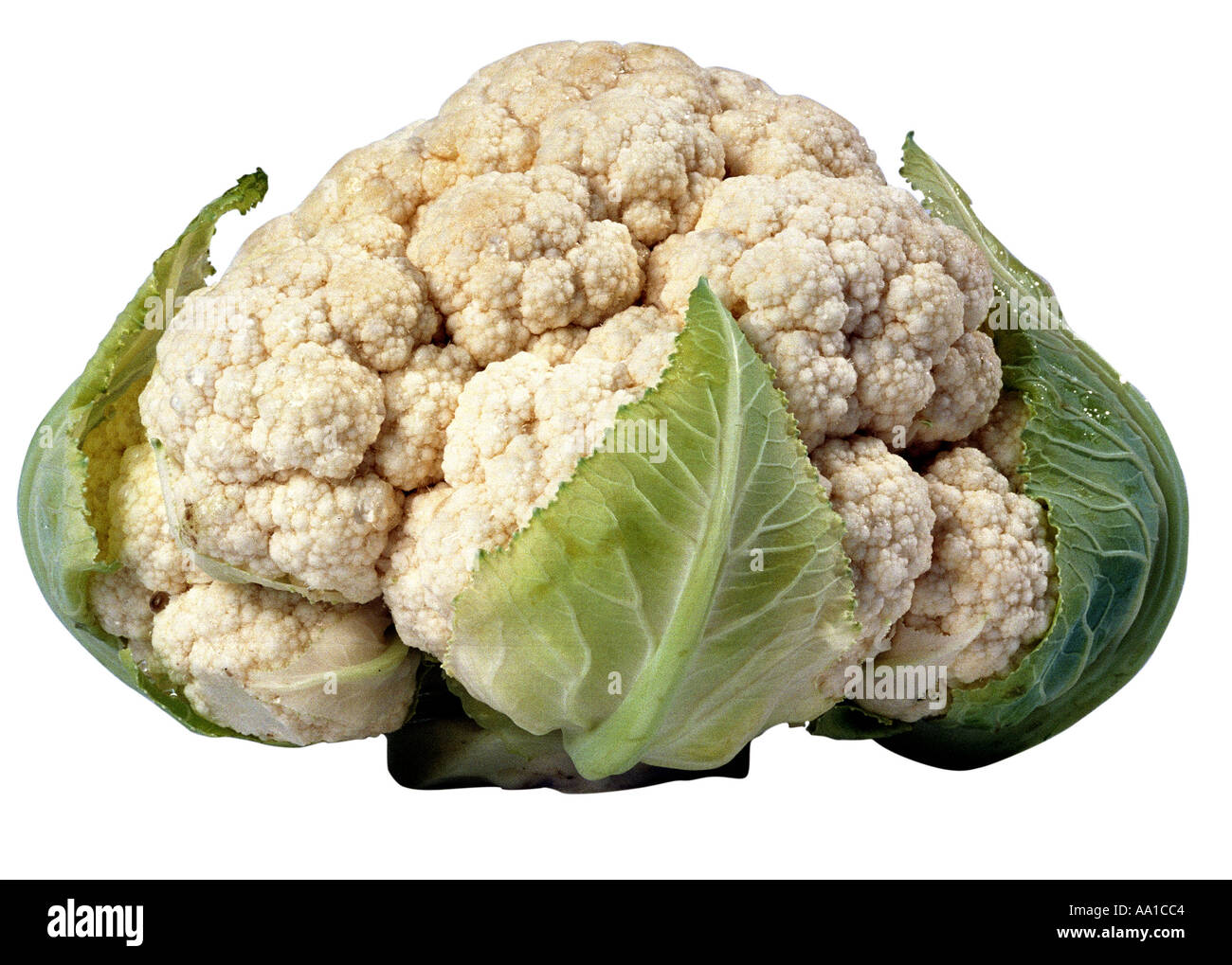 Sprout Banque D'Images