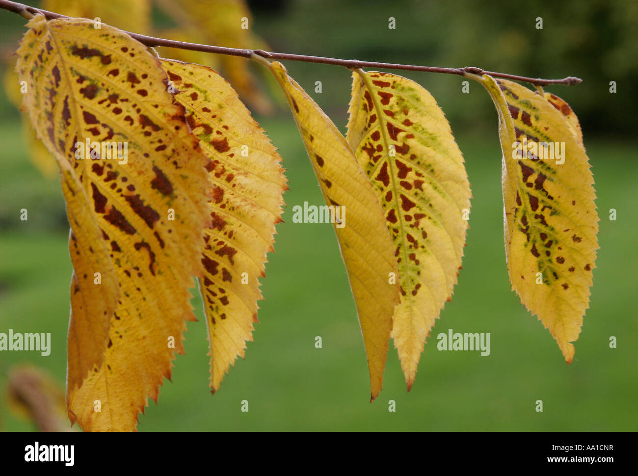 Arbres d'ornement dans les jardins botaniques d'Oxford Banque D'Images