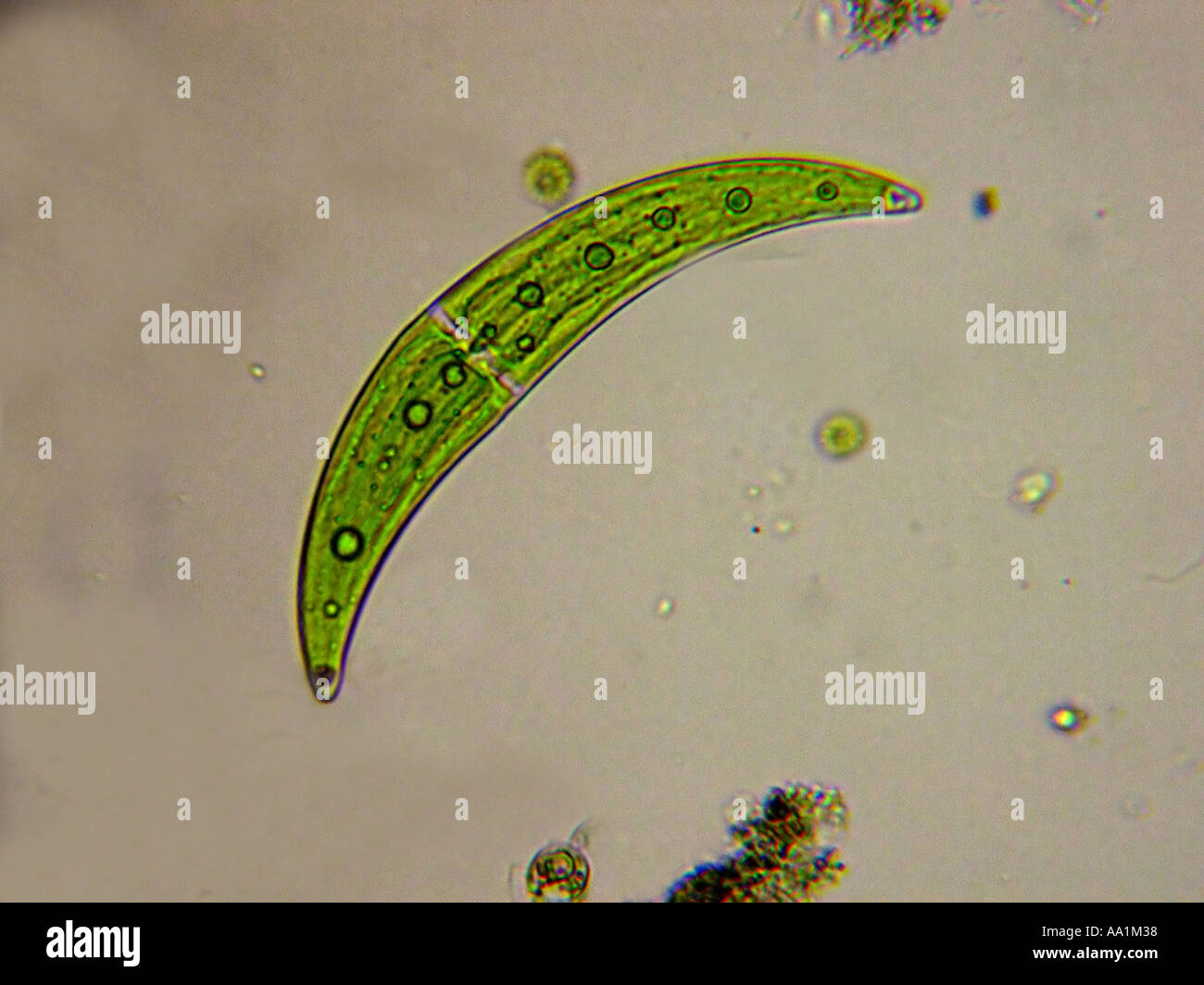 Une algue microscopique desmid Closterium Banque D'Images