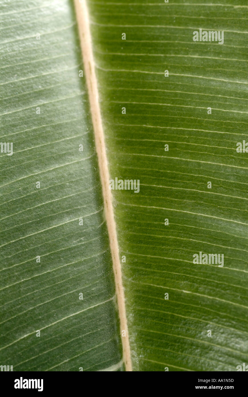 La feuille de Ficus Plant, Close Up. Banque D'Images