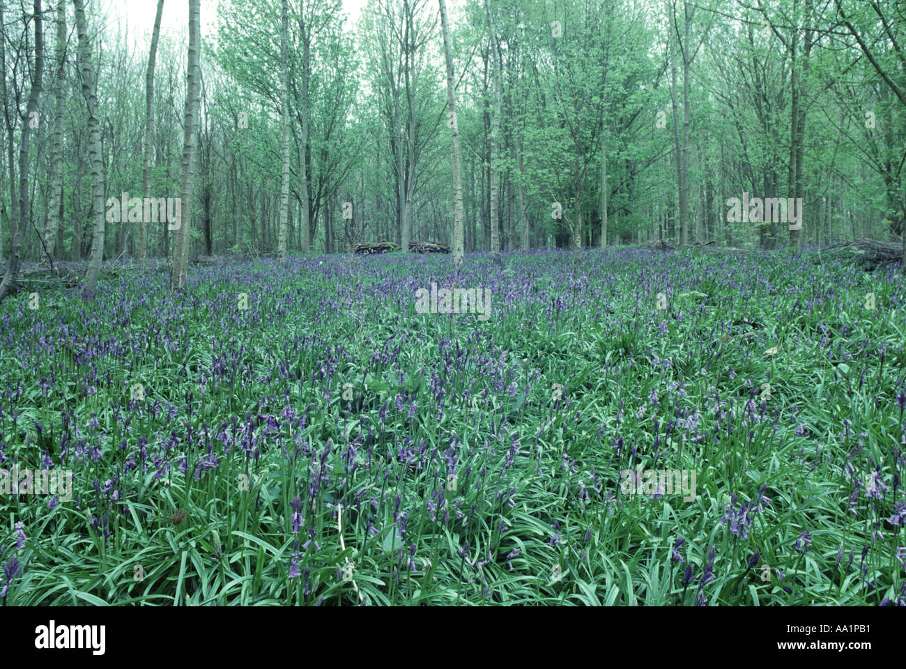 Dans Waresley jacinthes printemps Bois Cambridgeshire Angleterre Banque D'Images