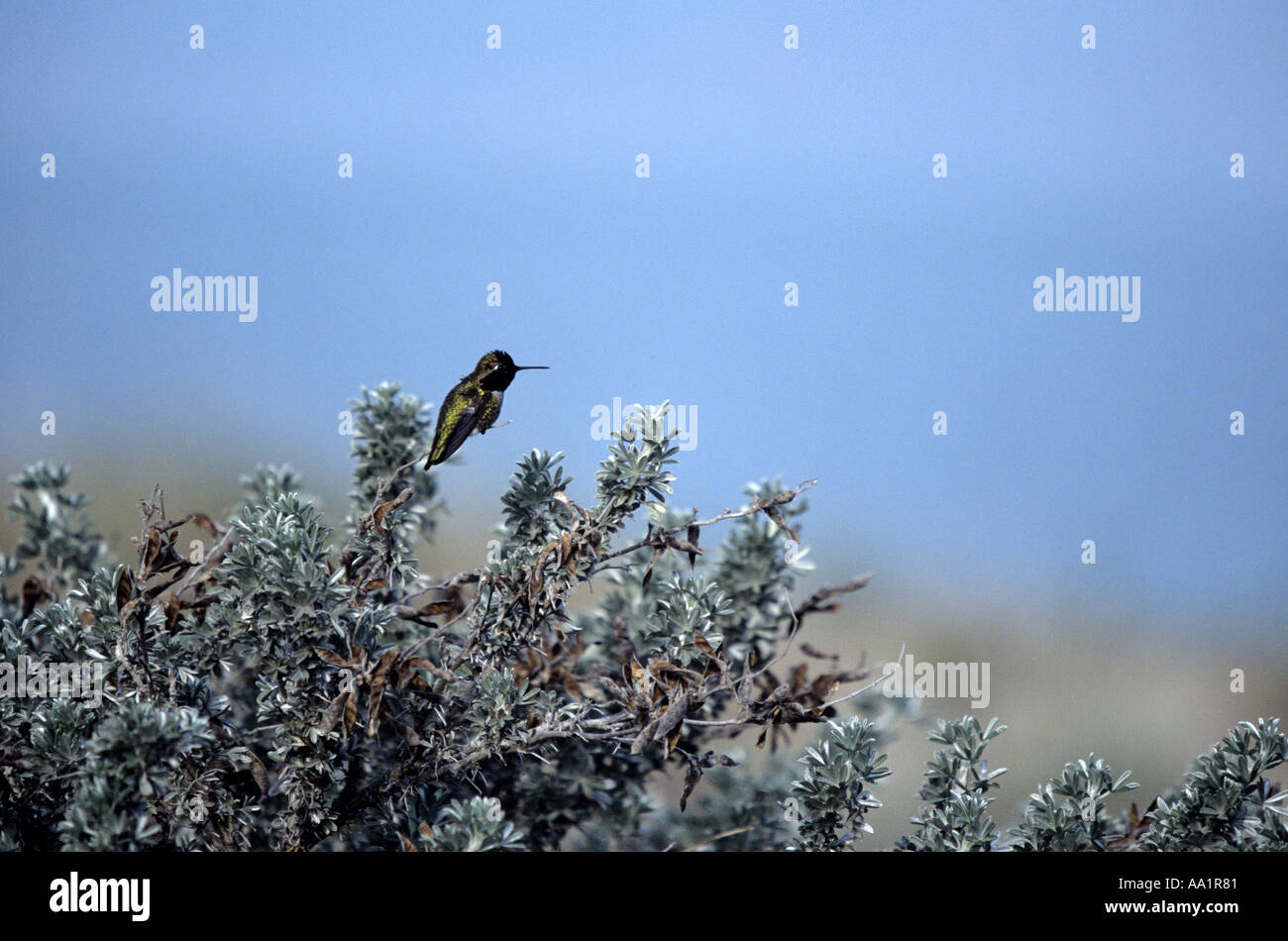 Anna s Hummingbird Banque D'Images