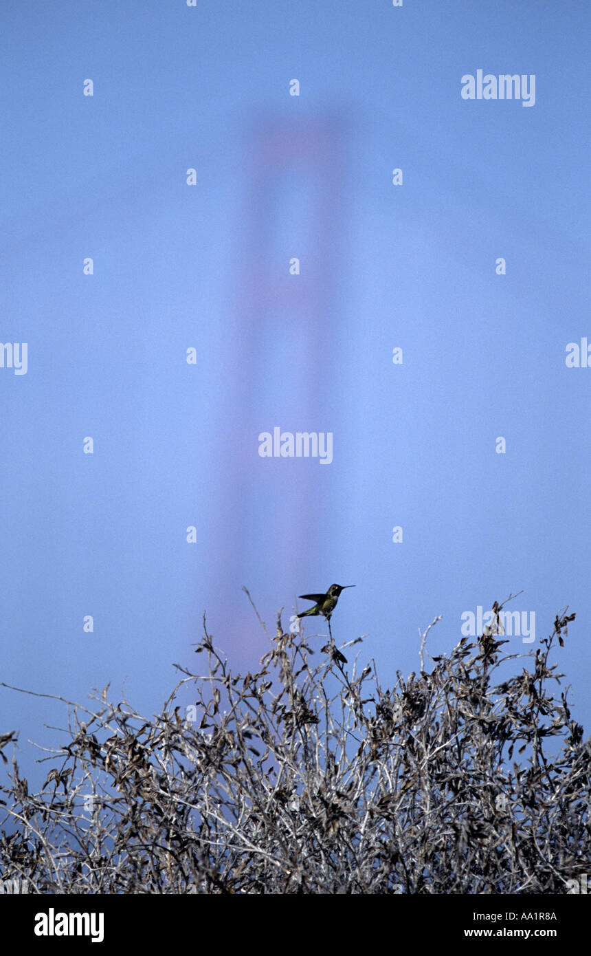 Anna s Hummingbird et Golden Gate Bridge Banque D'Images