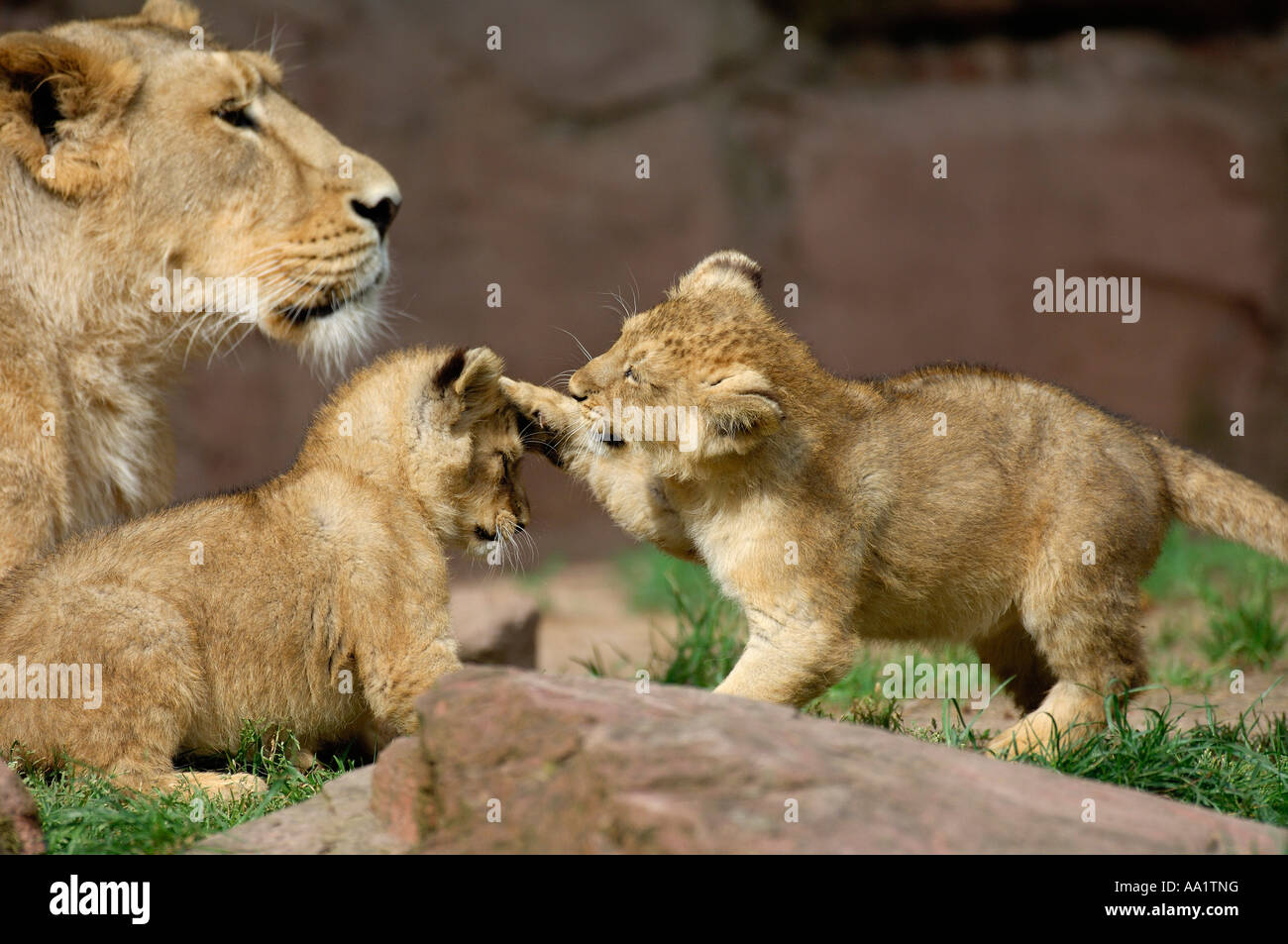 Mère Lion avec oursons Banque D'Images