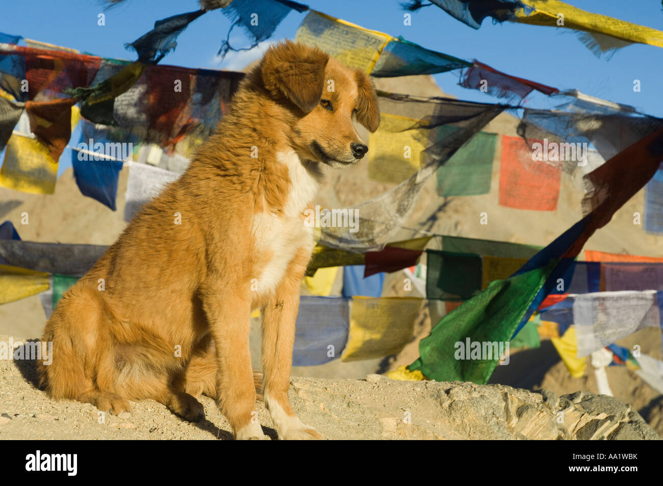 Chien assis par les drapeaux de prières, Leh, Ladakh, Inde Banque D'Images