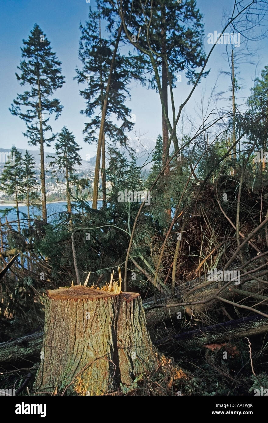 Arbre endommagé du vent dans le parc Stanley de Vancouver, British Columbia, Canada Banque D'Images